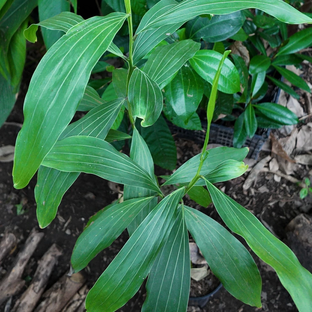Acacia mangium