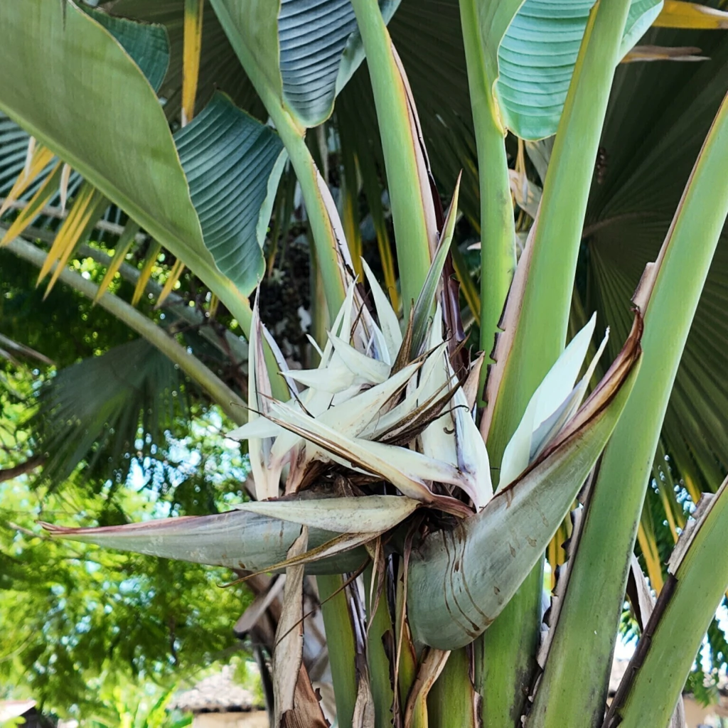 Ave del Paraíso Blanca (Strelitzia nicolai)