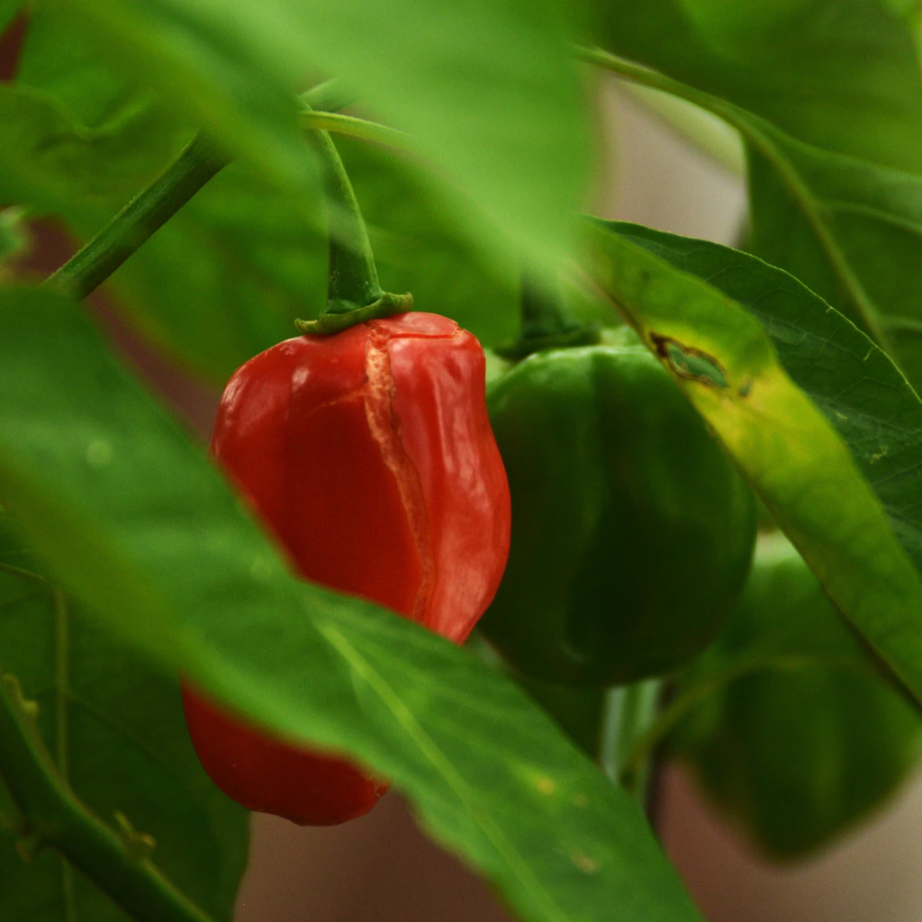 Chile habanero rojo (Capsicum chinense)