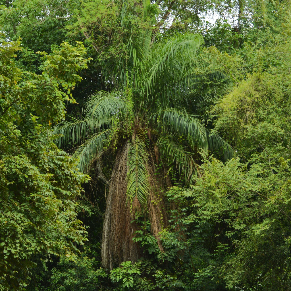 Cocoyol (Acrocomia aculeata)