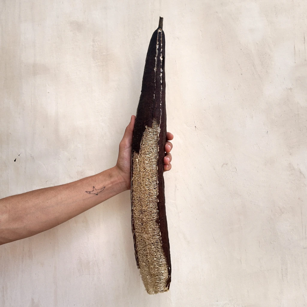 Estropajo (Luffa aegyptiaca)