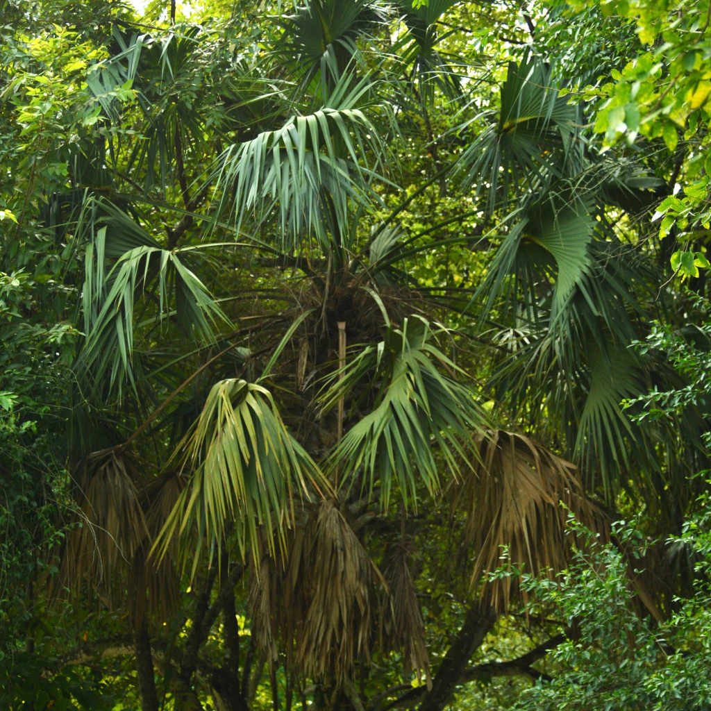Huano - Apachite (Sabal mexicana)