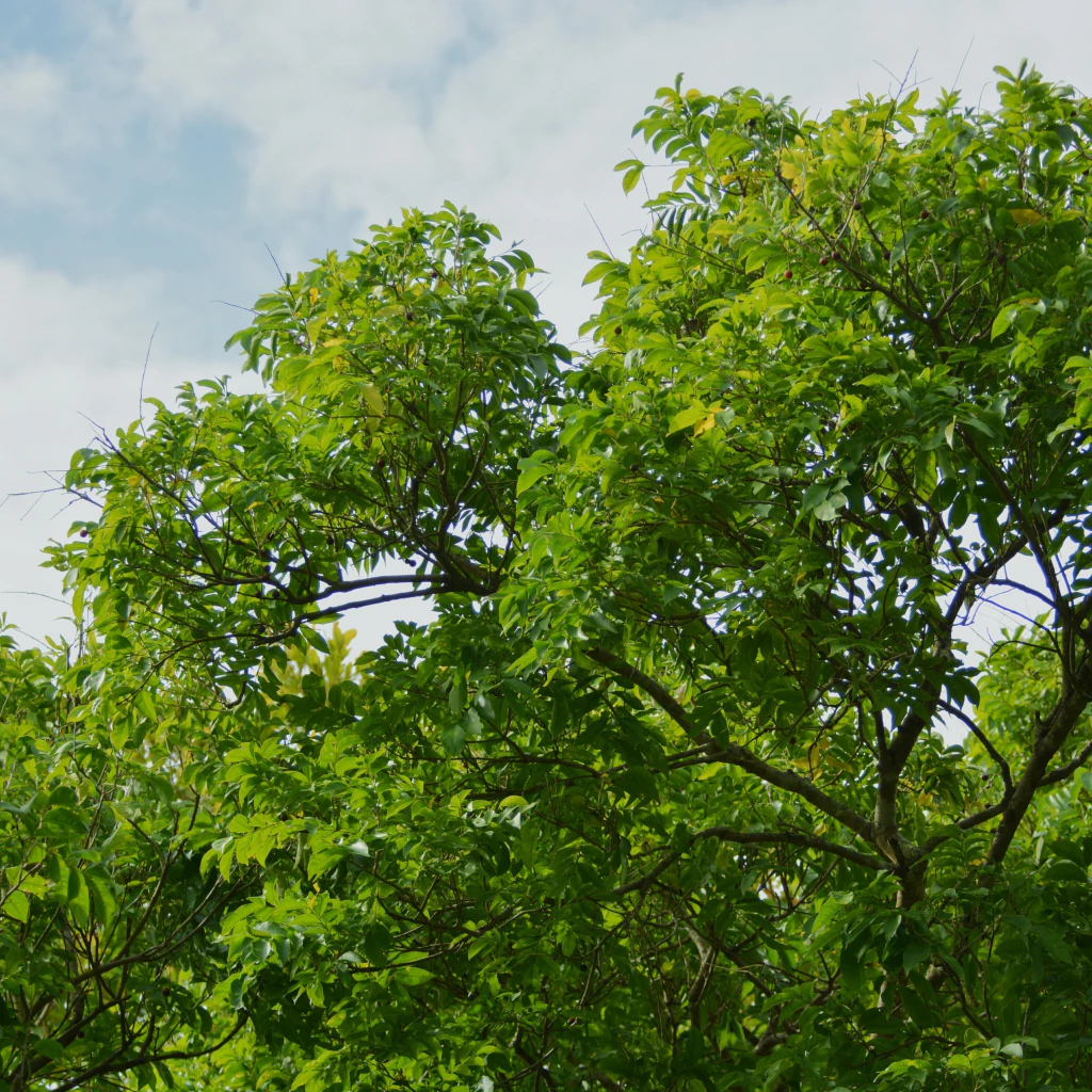 Jaboncillo ( Sapindus saponaria)