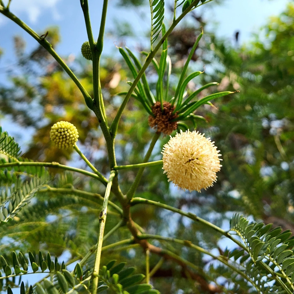 Guaje (Leucaena leucocephala)