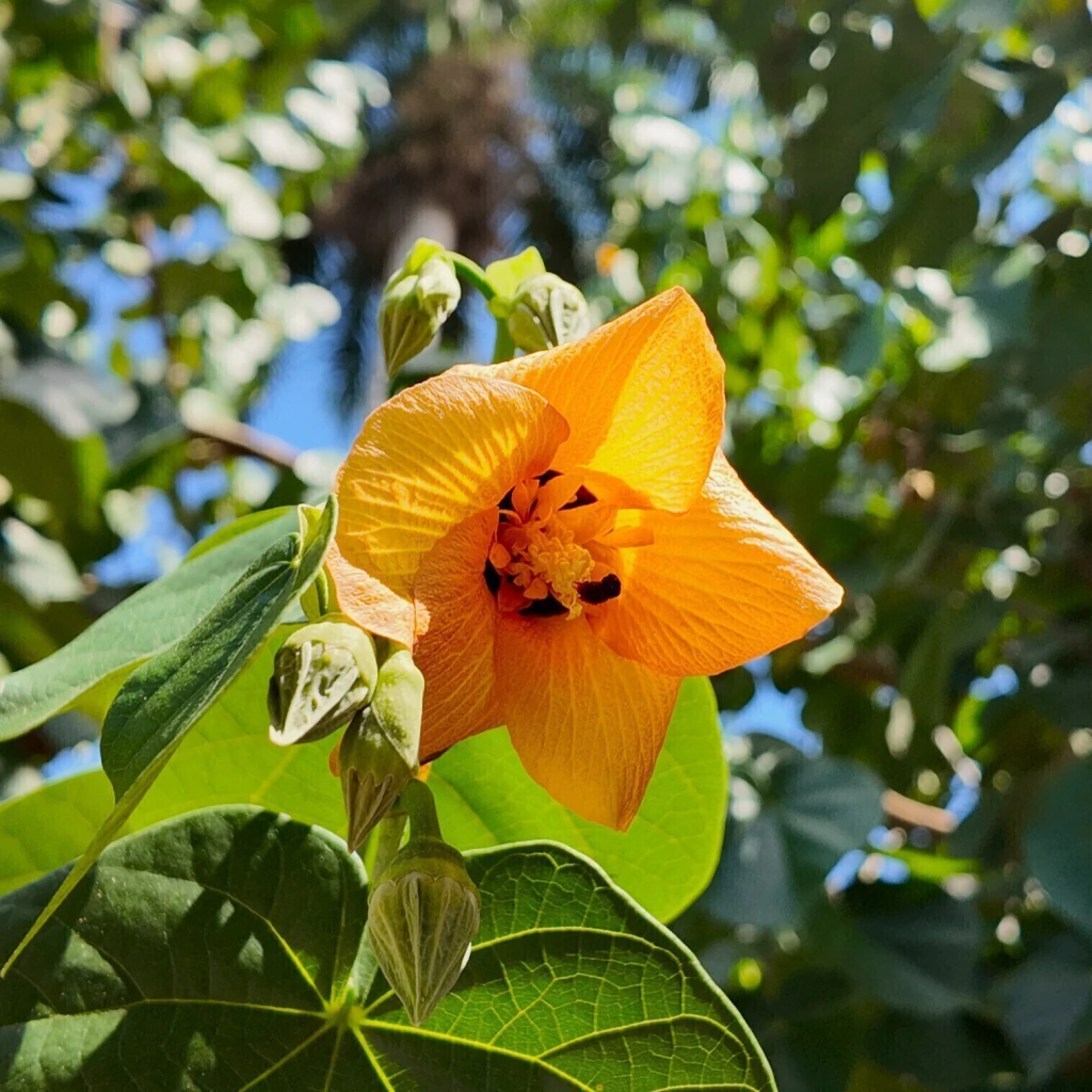 Majagua (Hibiscus tiliaceus)