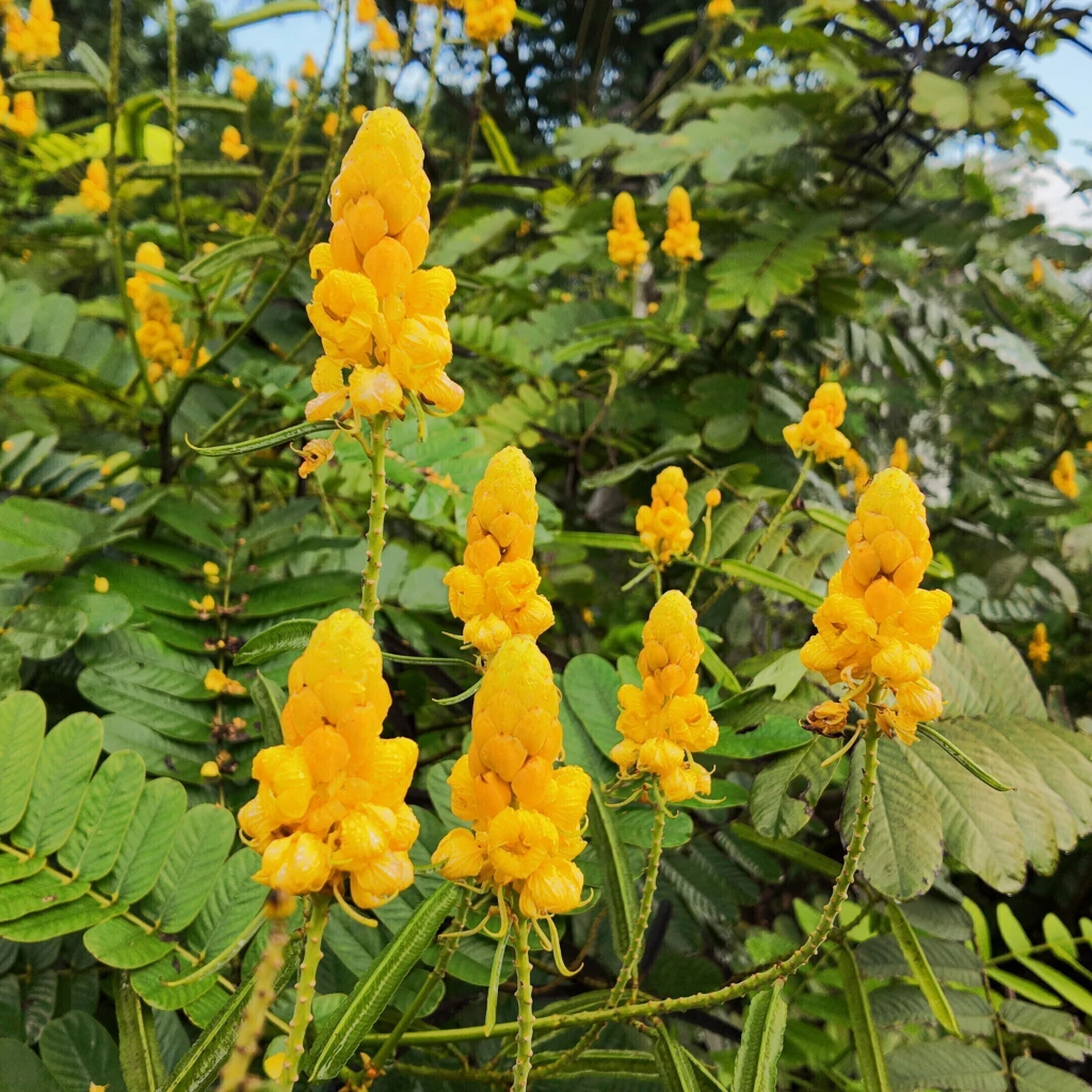 Mazorquilla (Senna alata)
