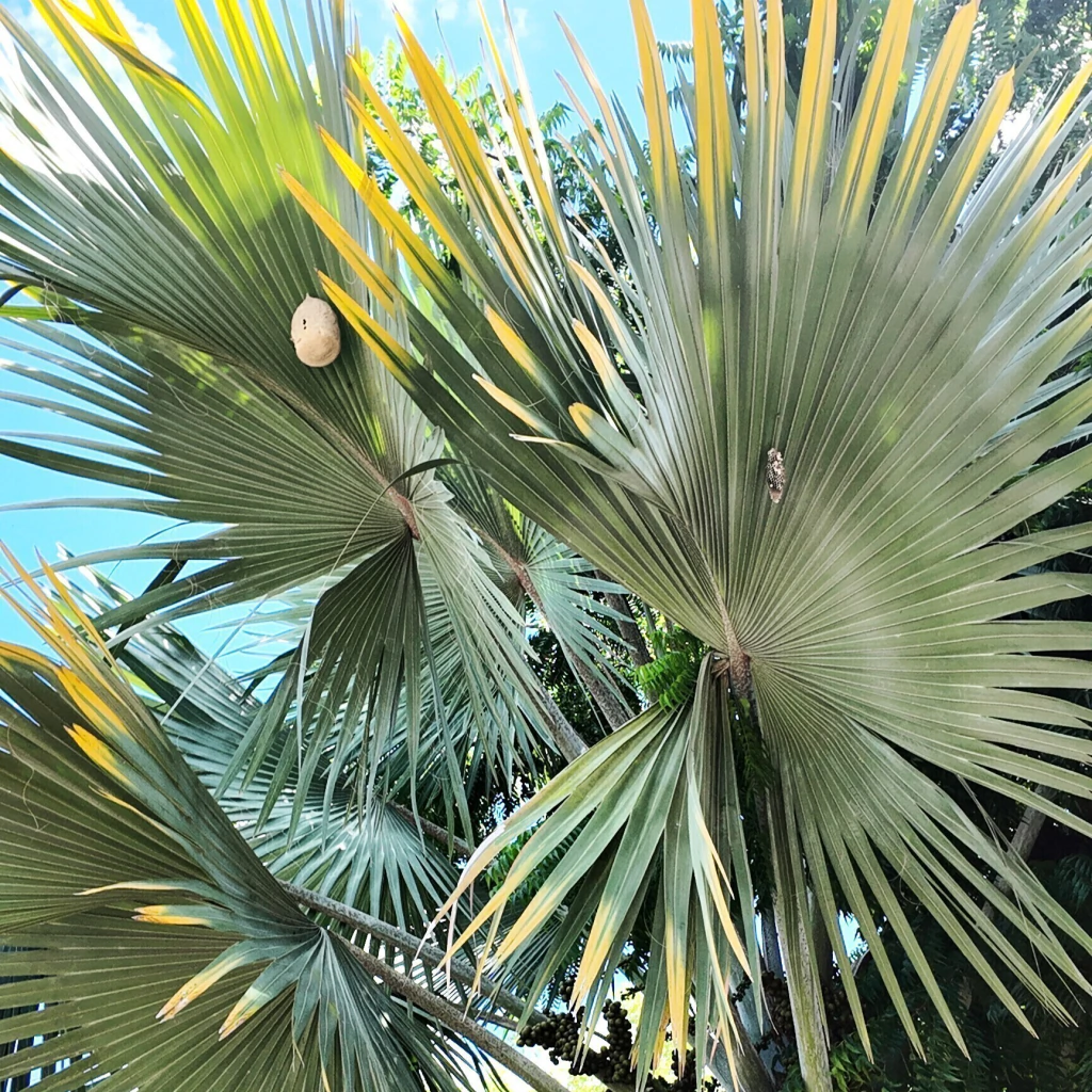 Palmera Azul (Bismarckia nobilis)