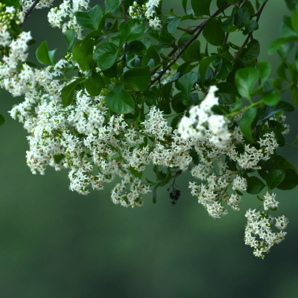 Anacua (Ehretia anacua)