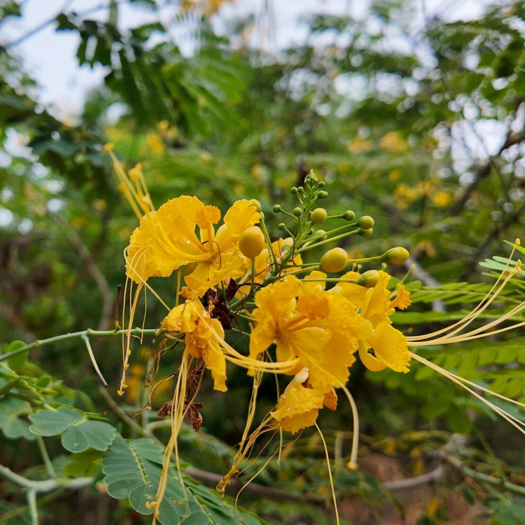 Bigotillo Amarillo (Caesalpinia pulcherrima var. flava)