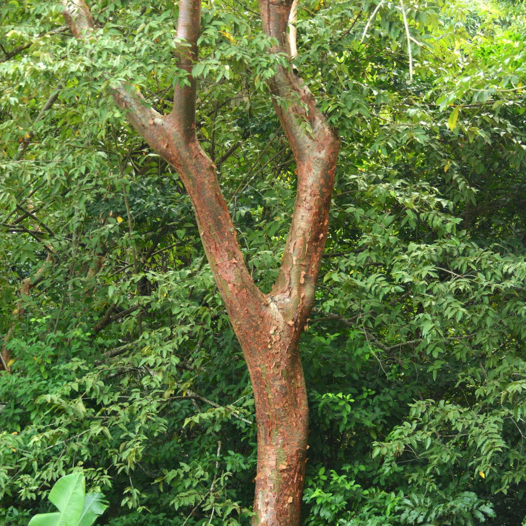Chaca - Palo Mulato (Bursera simaruba)