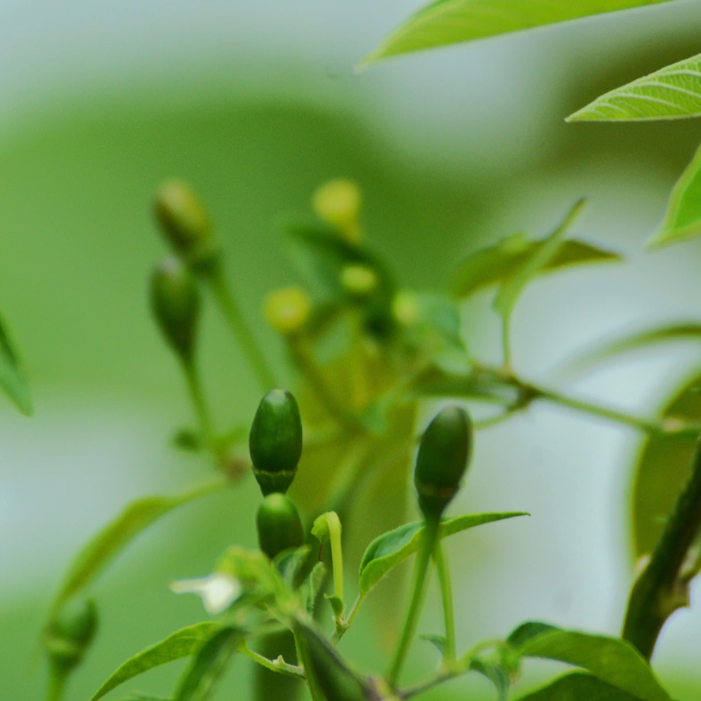 Chile chiltepín piquín (Capsicum annuum var. glabriusculum)