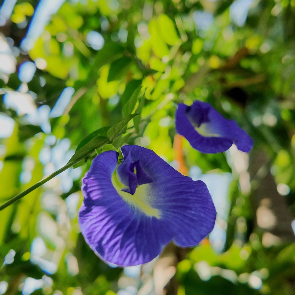 Conchita Azul (Clitoria ternatea)