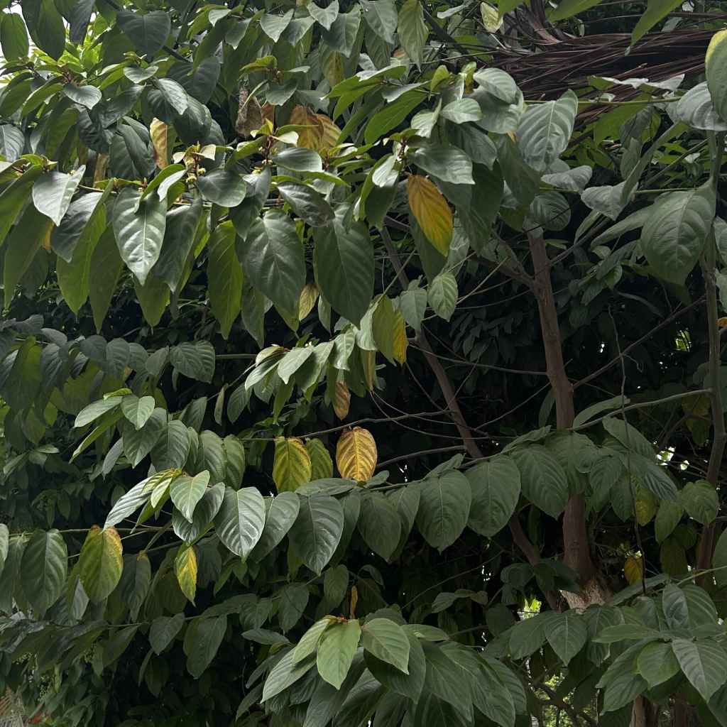 Corazón de Paloma (Colubrina arborescens)