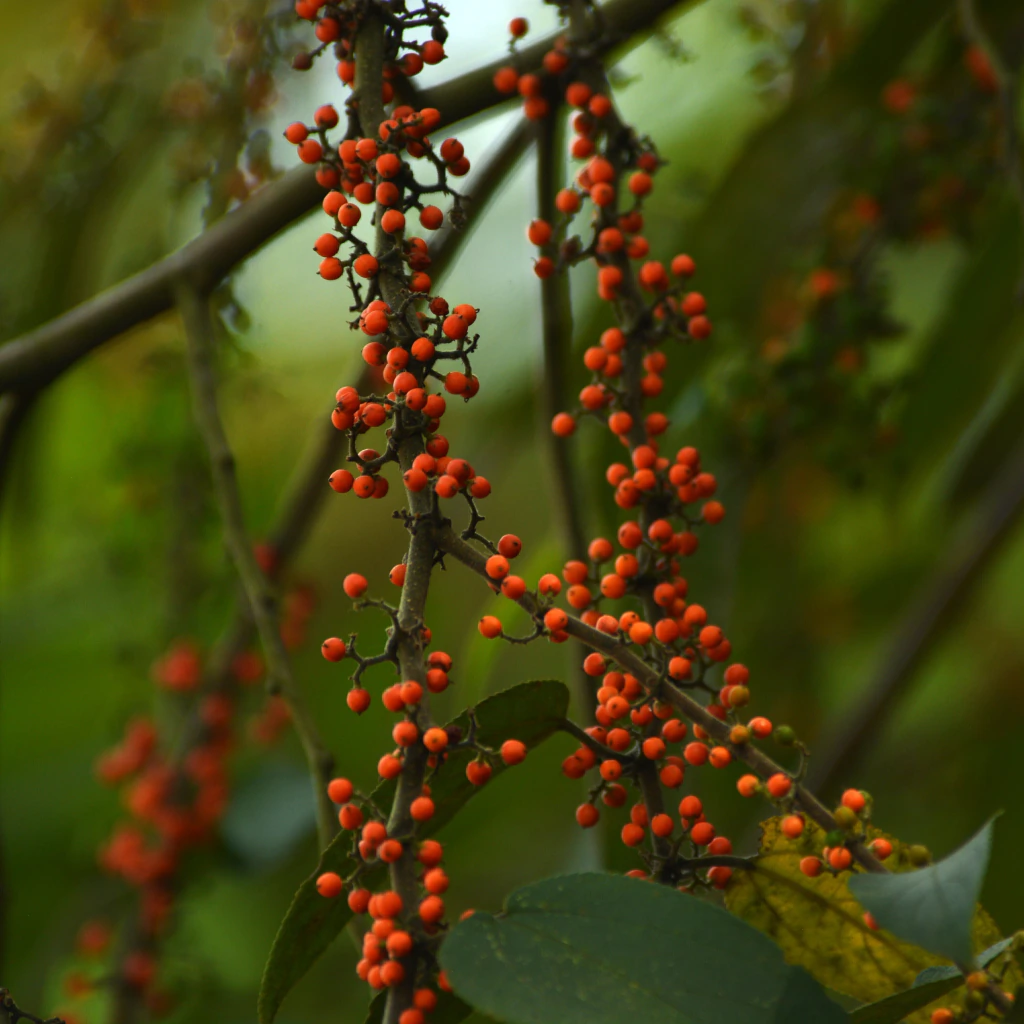 Guacimilla (Trema micranthum)