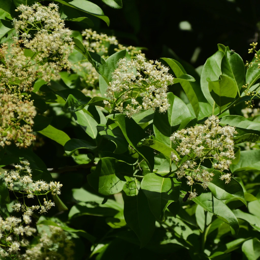 Roble Prieto (Ehretia tinifolia)