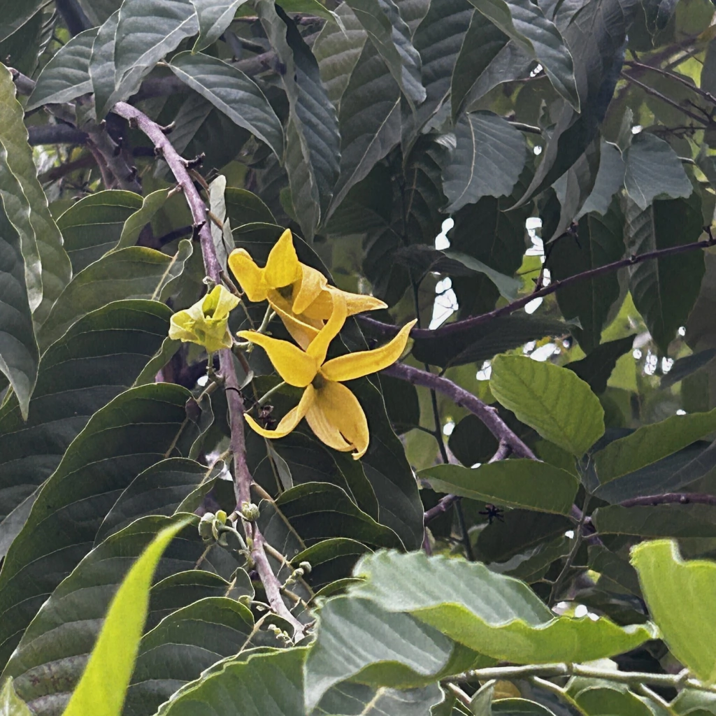 Ylang Ylang (Cananga odorata)